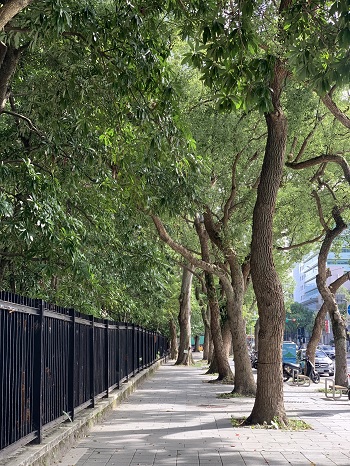 行道樹是都市中重要的綠色資源，也是儲存二氧化碳的重要角色之一